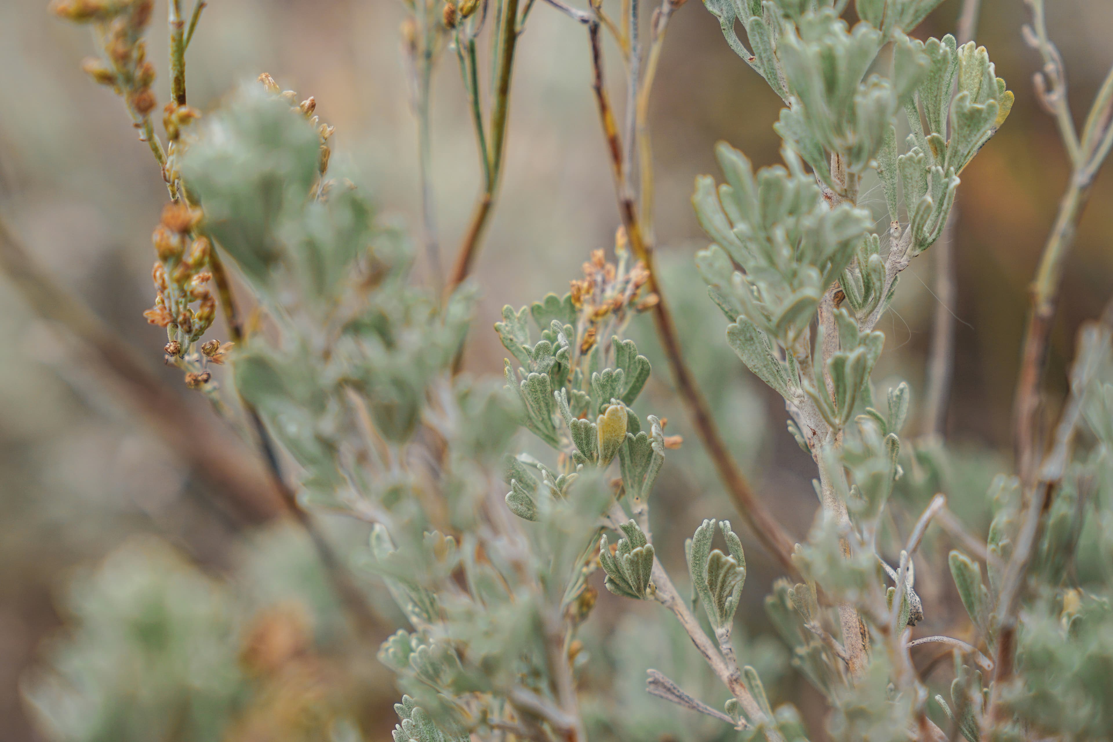 Desert landscape with sagebrush