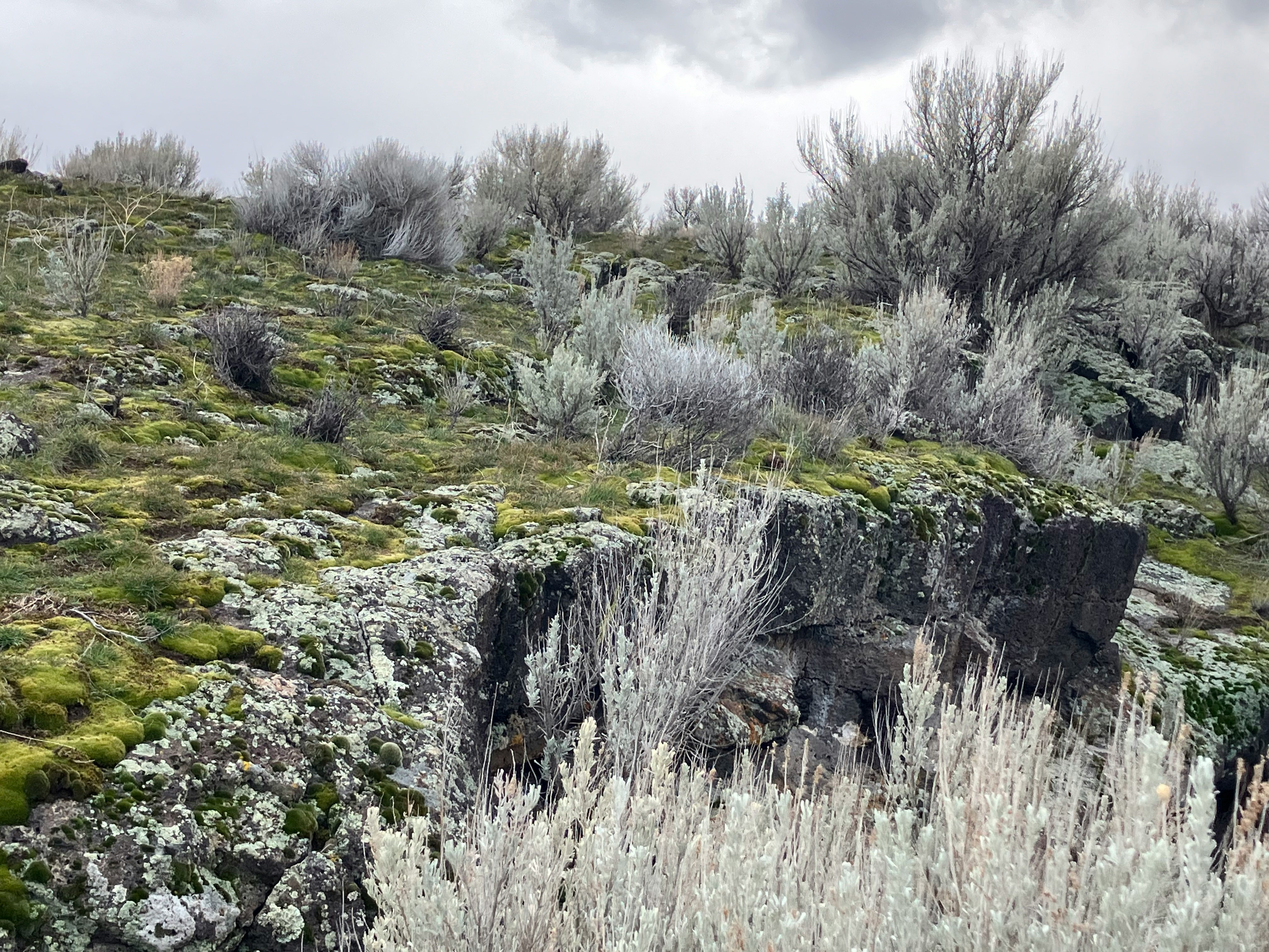 Desert landscape with sagebrush